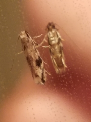 Erechthias zebrina