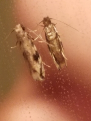 Erechthias zebrina