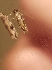 Erechthias zebrina