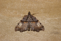 Chalastra pellurgata