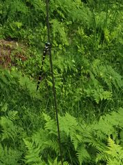 Anotogaster sieboldii