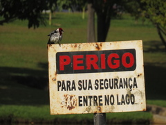 Paroaria dominicana