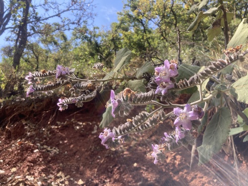 Foto de Língua-de-vaca