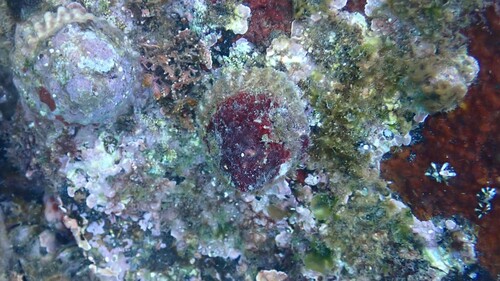 Trochus sacellum observed 2024-11-22