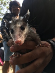 Didelphis virginiana