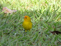Sicalis flaveola