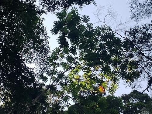 Foto de Embaúba