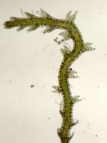 Fuscocephaloziopsis baldwinii