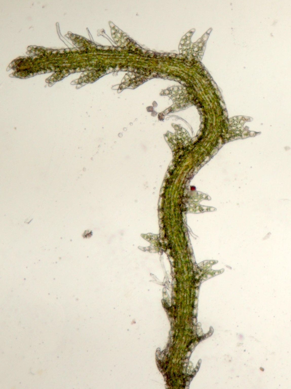 Fuscocephaloziopsis baldwinii