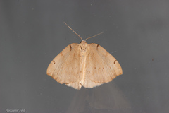 Sestra humeraria