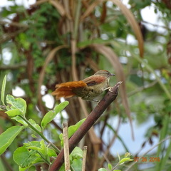 Cranioleuca curtata