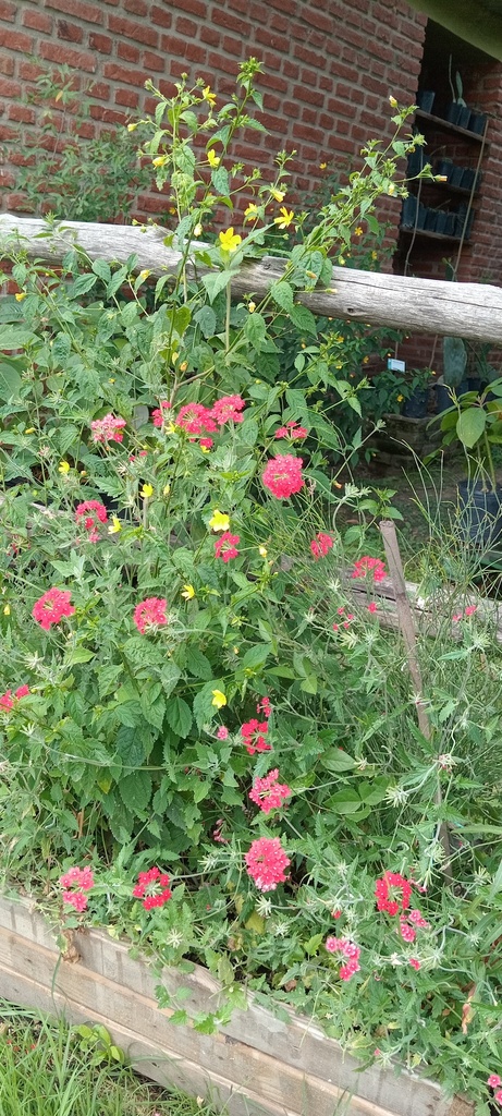 Foto de Verbena
