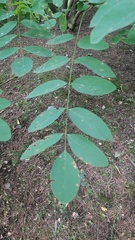 Magnoliopsida