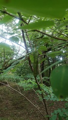 Magnoliopsida