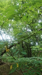 Magnoliopsida