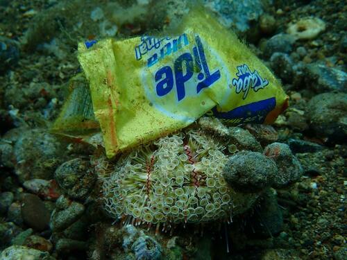 Photo of Flower urchin (Toxopneustes pileolus)