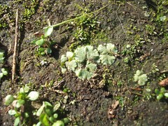 Riccia crystallina