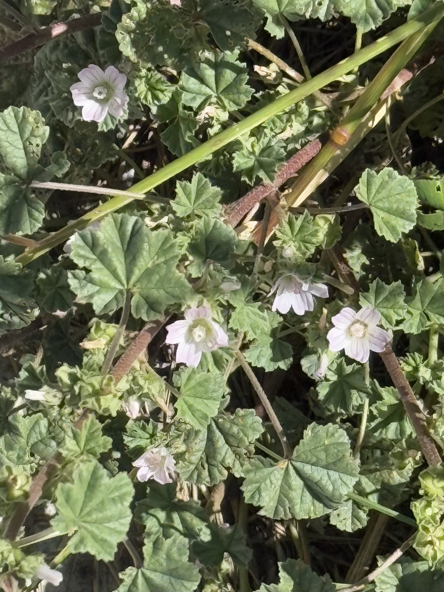 Imagem de Malva-branca