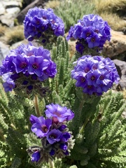 Polemonium eximium