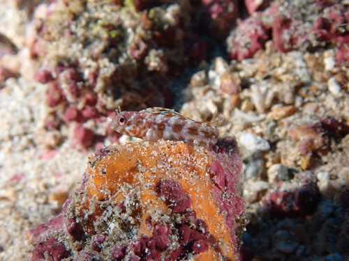 Emblemaria nivipes observed 2024-11-27