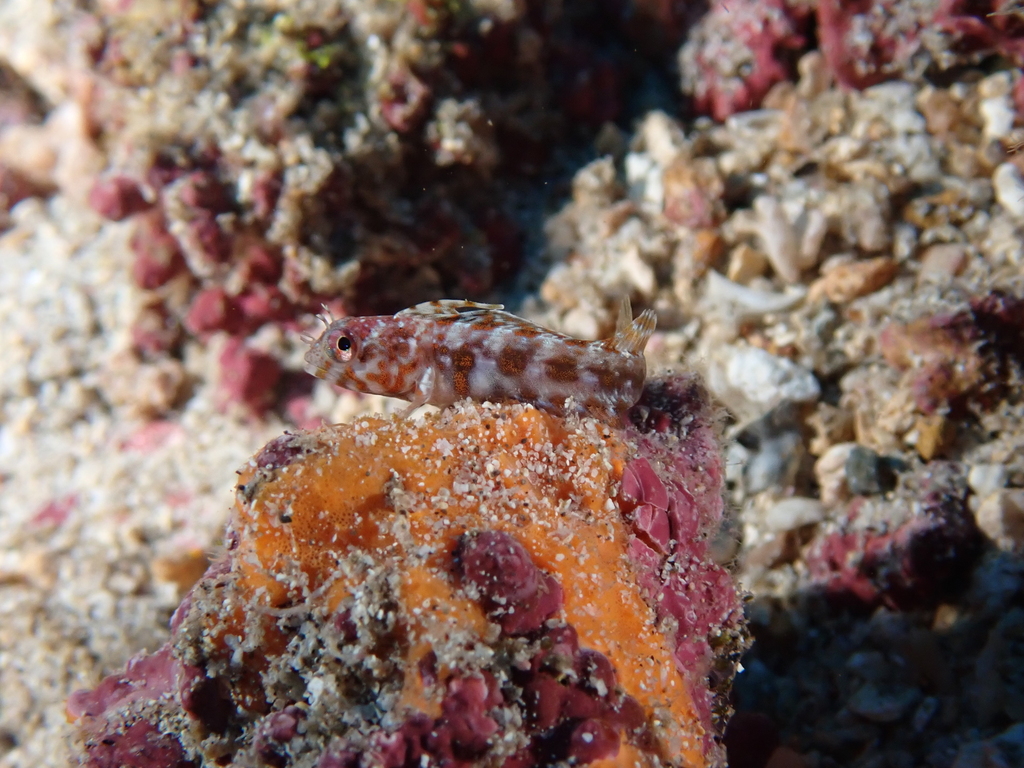Whiteback Signal Blenny