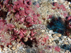 Whiteback Signal Blenny photo 3