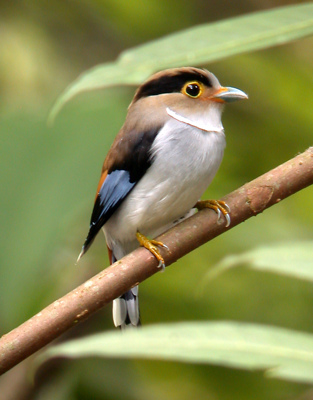 Silver-breasted Broadbill