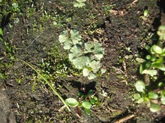 Riccia crystallina
