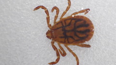 Haemaphysalis longicornis