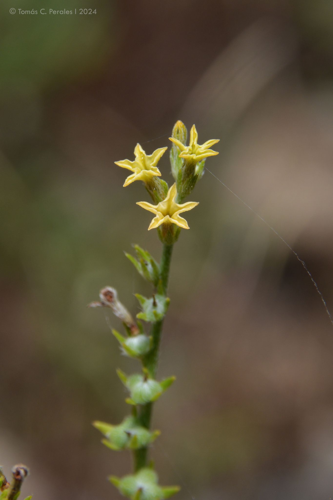 Euploca campestris
