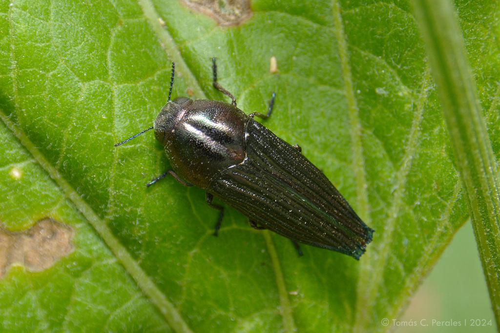 Ocypetes crassicollis