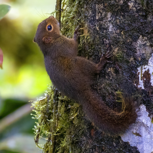 Western Dwarf Squirrel