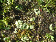 Riccia crystallina