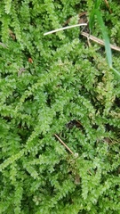 Plagiothecium nemorale