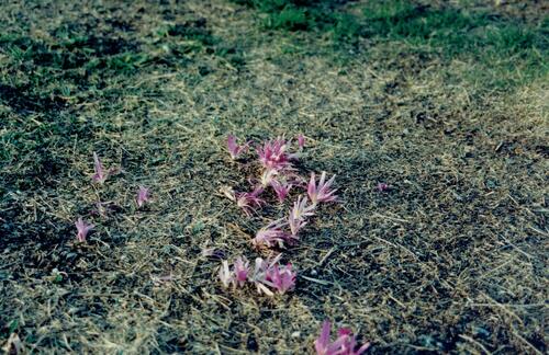 Colchicum montanum