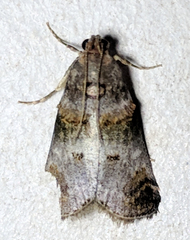 Oneida lunulalis