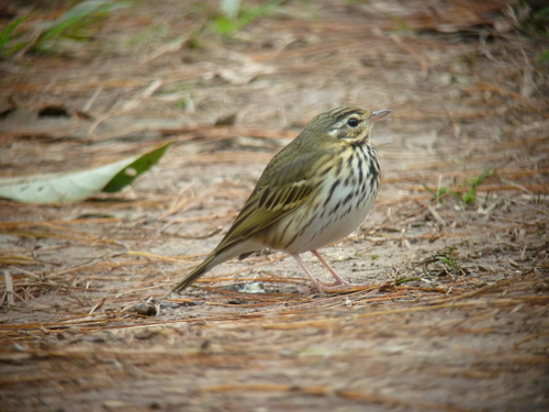 Anthus hodgsoni yunnanensis