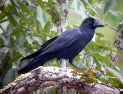 Corvus macrorhynchos levaillantii