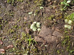 Riccia crystallina
