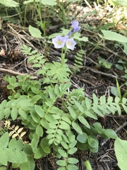 Polemonium pulcherrimum delicatum