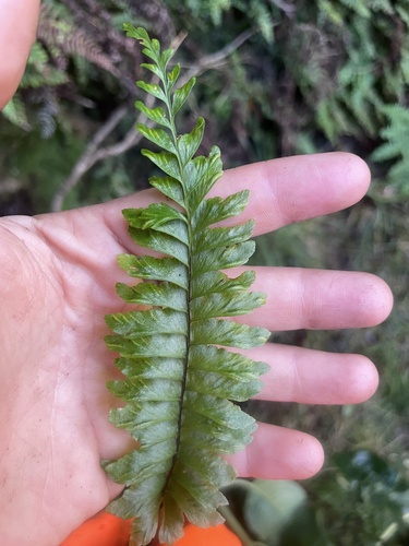 Hymenasplenium, 2024-12-18