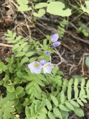Polemonium pulcherrimum delicatum