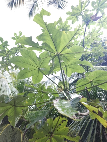 Foto de Embaúba