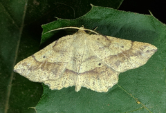 Euchlaena deplanaria