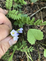 Polemonium pulcherrimum delicatum