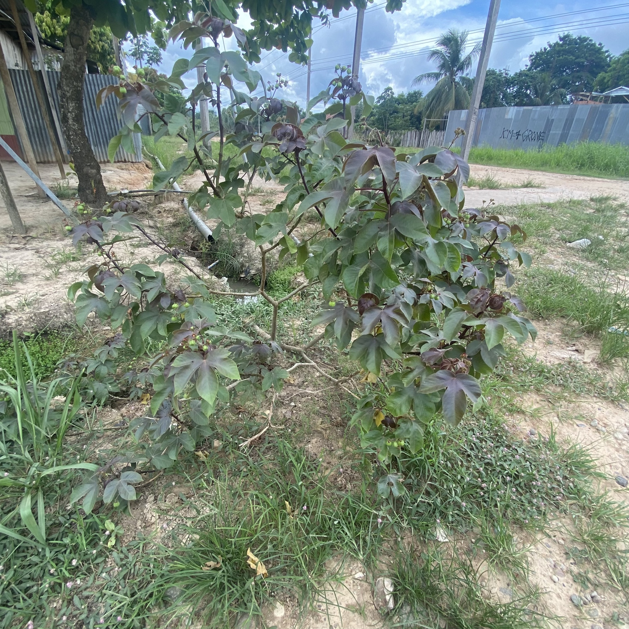 Imagem de Pinhão-roxo