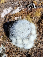 Old lady cactus (Mammillaria senilis)