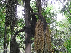 Caryota maxima