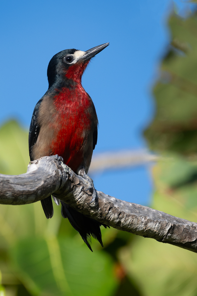 Puerto Rican Woodpecker photo