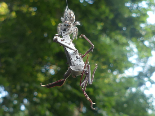 Putnam's Jumping Spider photo 4